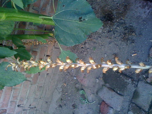 這個(gè)是天麻嗎 我家院子里發(fā)現(xiàn)的 向日葵底下有好多 求高人指教 就和向日葵一起生長(zhǎng)