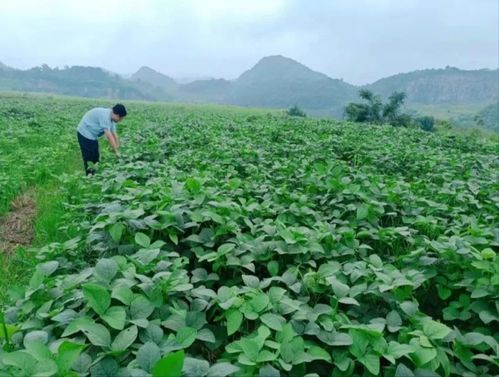 經(jīng)濟(jì)區(qū)積極盤(pán)活農(nóng)村 四塊地 助力鄉(xiāng)村振興