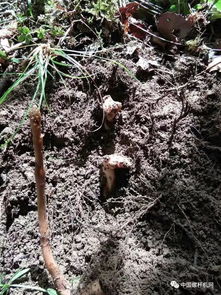 漲知識(shí)了,野生天麻原來長(zhǎng)這樣