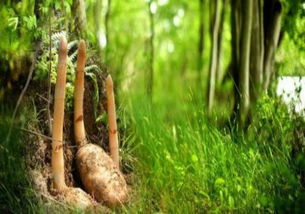 野生天麻多少錢(qián)一斤 有什么功效