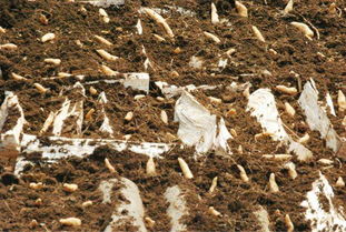 宜昌市中藥材種植面積達(dá)45萬畝