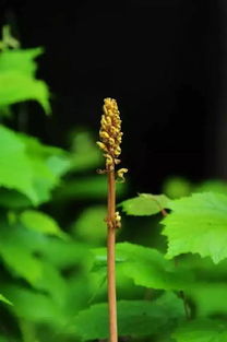 每天最少學一味中藥 天麻 第 185天