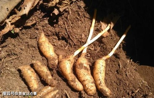 這就是珍貴的 野生天麻 ,請記住它的樣子,山中遇見,不要錯(cuò)過